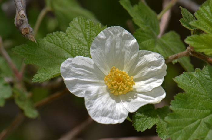 New Mexico Raspberry usually blooms after the first year from April to September. It has large white flowers from 5 petals. Rubus neomexicanus New Mexico Raspberry usually blooms after the first year from April to September. It has large white flowers from 5 petals. Rubus neomexicanus